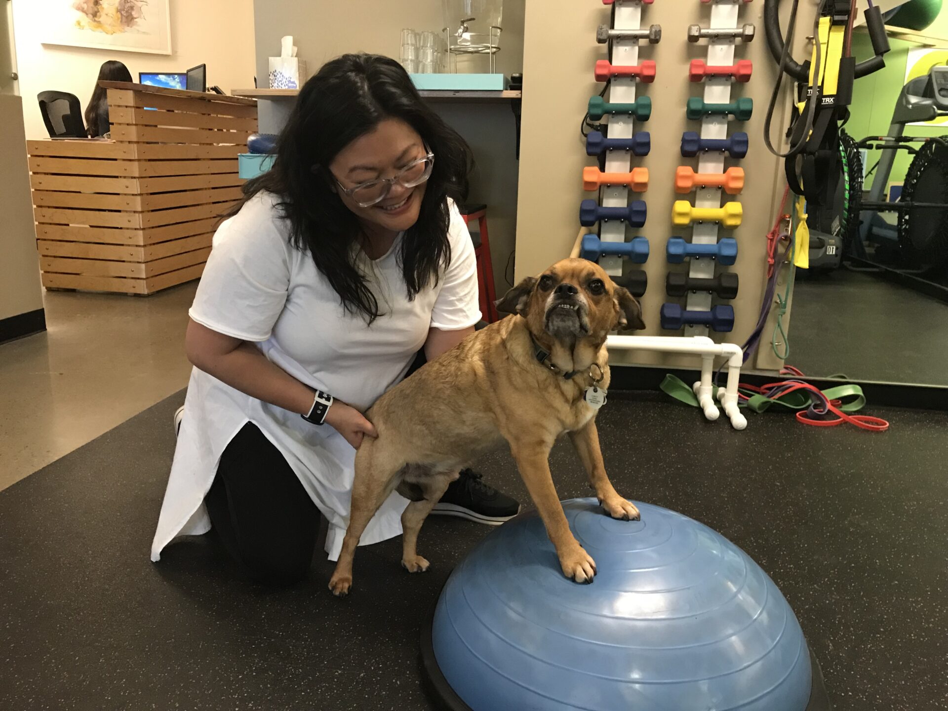 Dog store physical therapy