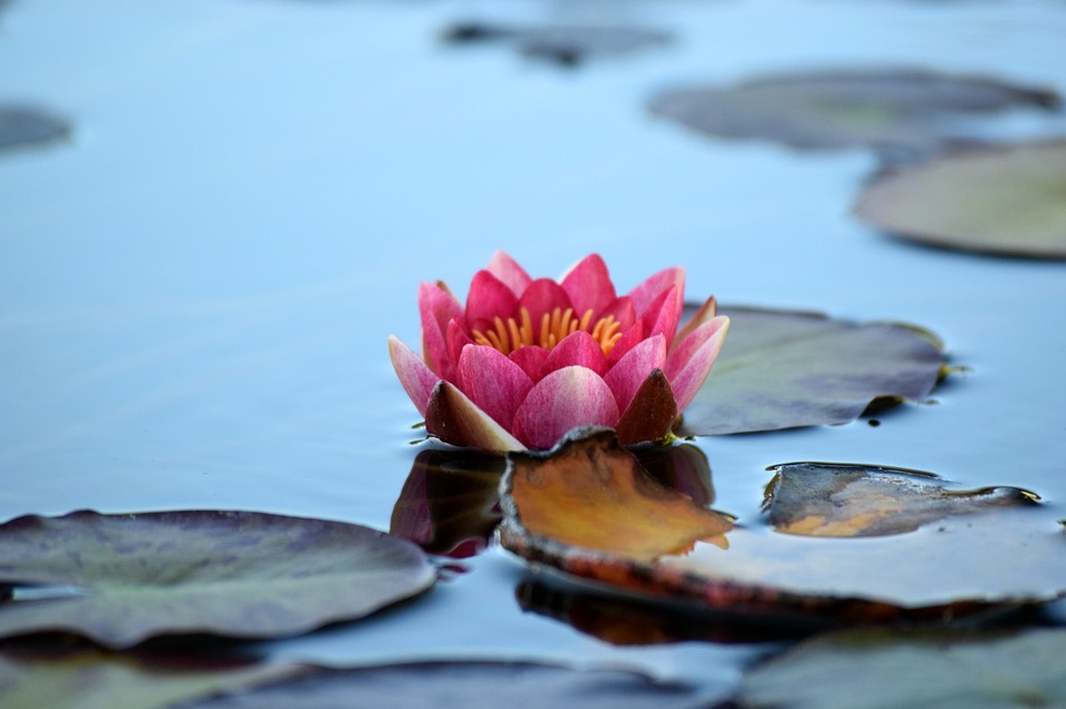 water-lily-2922747_960_720